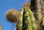 Cactus plant