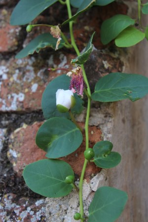 Capers growing on the wall