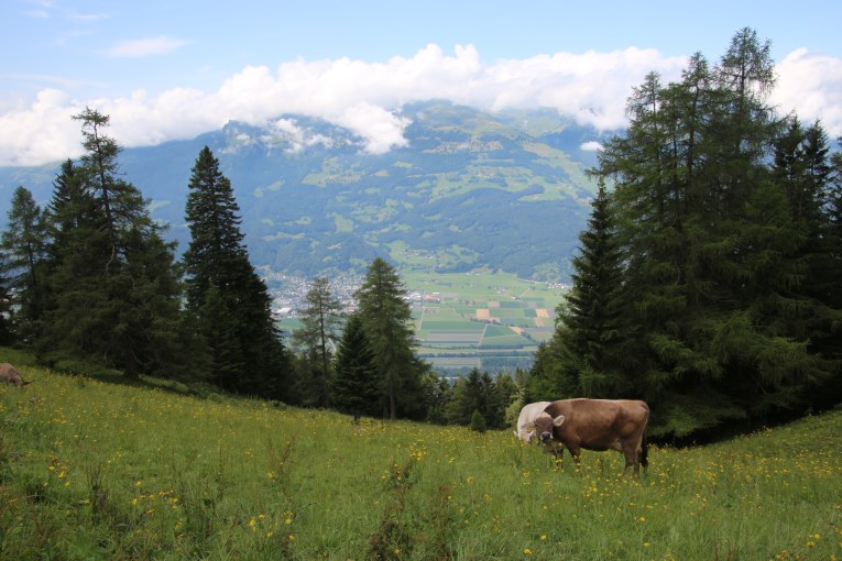 The cows next to the parking lot