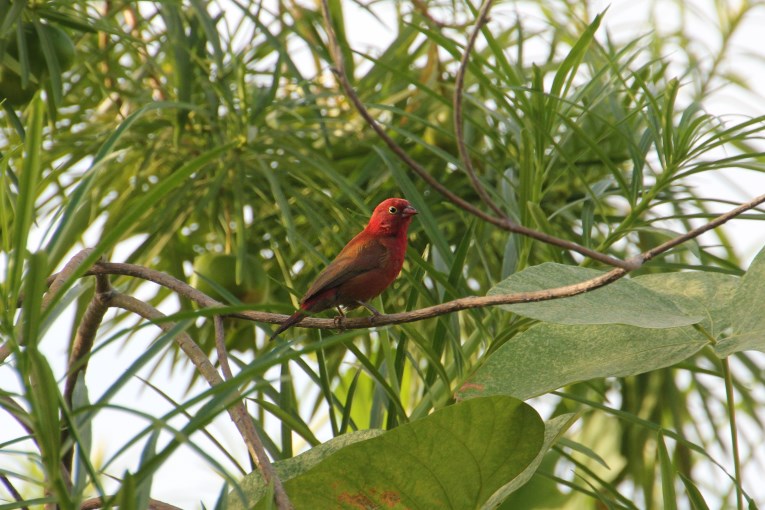 red bird