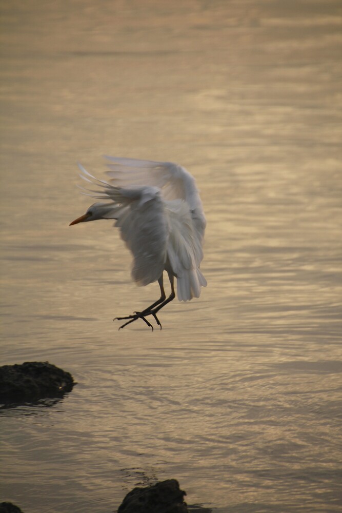 witte reiger