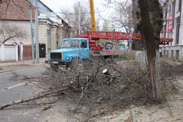 Cutting trees down