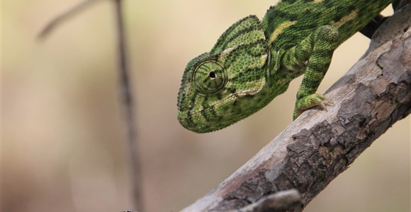 Cameleon