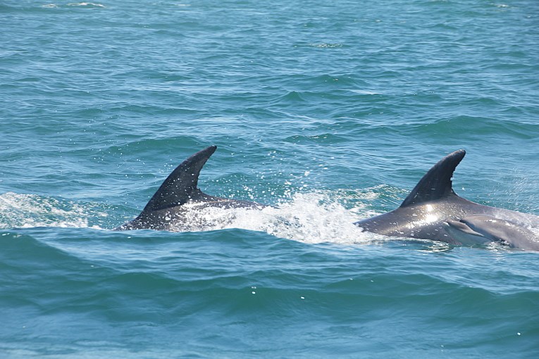 Dolphins