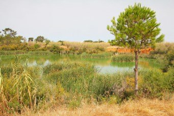 Rio Formosa