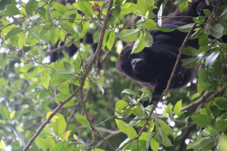 Howler monkey