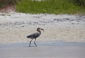 heron catching a fish