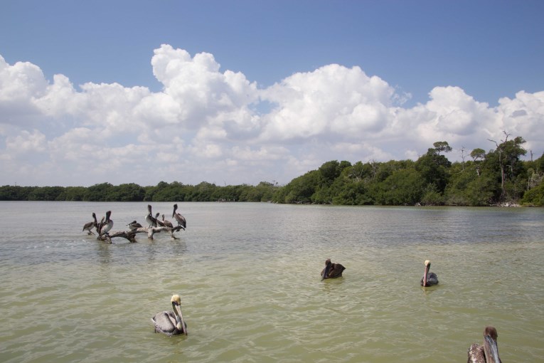 mangroves