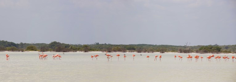 Flamingo eating their dinner
