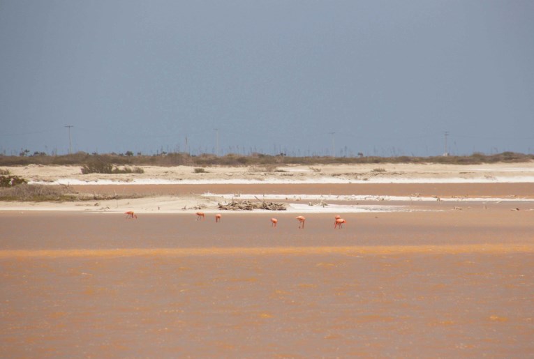 Flamingos in Las Coloradas