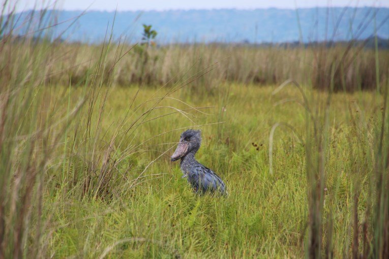 Shoebill bird