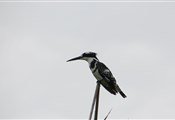 Tour birds Victoria lake