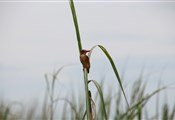 Tour birds Victoria lake