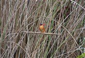 Tour birds Victoria lake