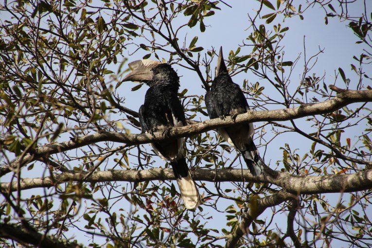 Hornbill birds