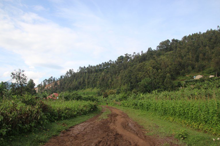 Green Kisoro area