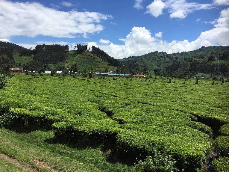 tea plantations