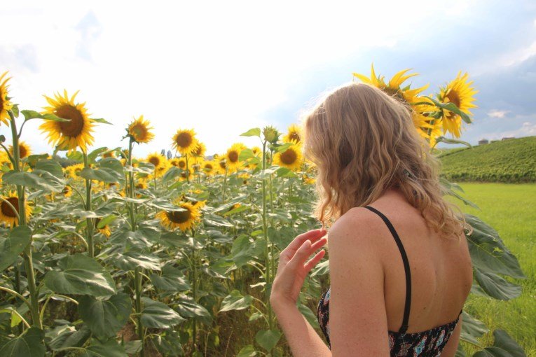 Sun flowers France