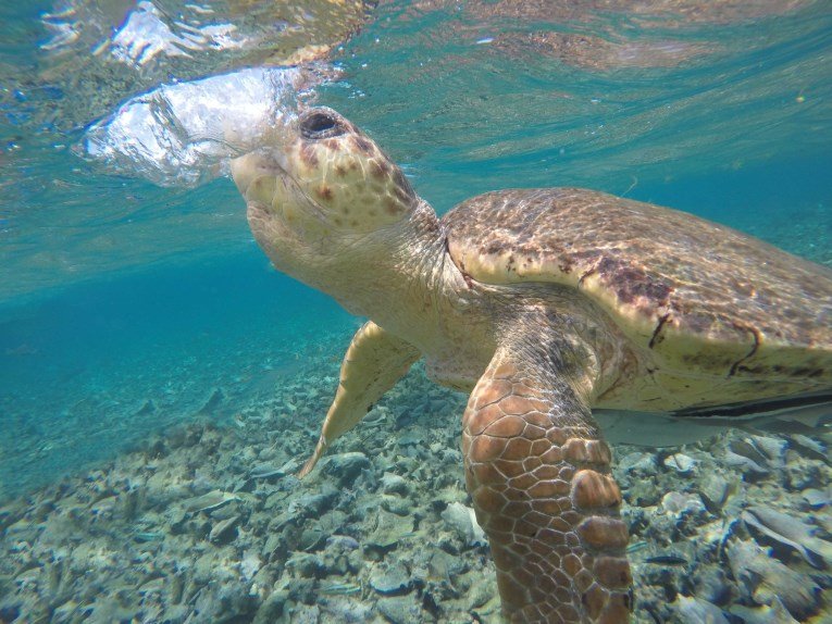 CAye Caulker snorkeling