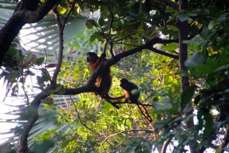 Red colobus