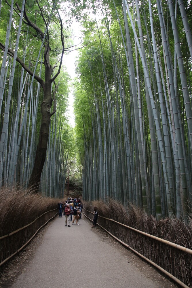 Bamboo forest