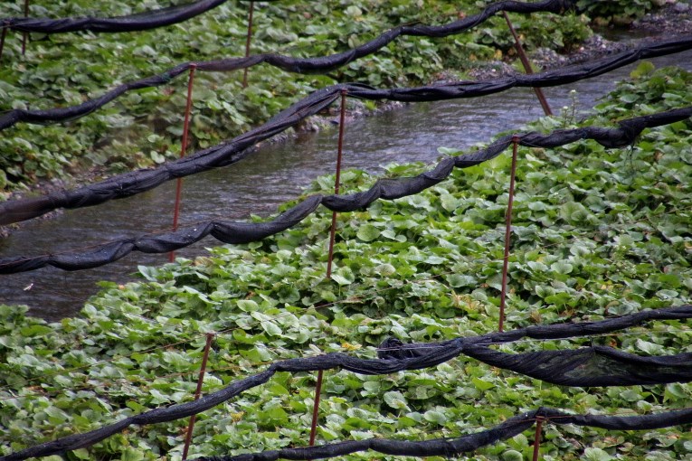 Wasabi farm