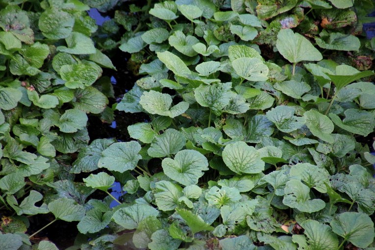 Wasabi plant