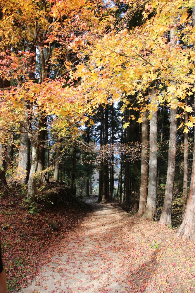 Ceddar wood forest