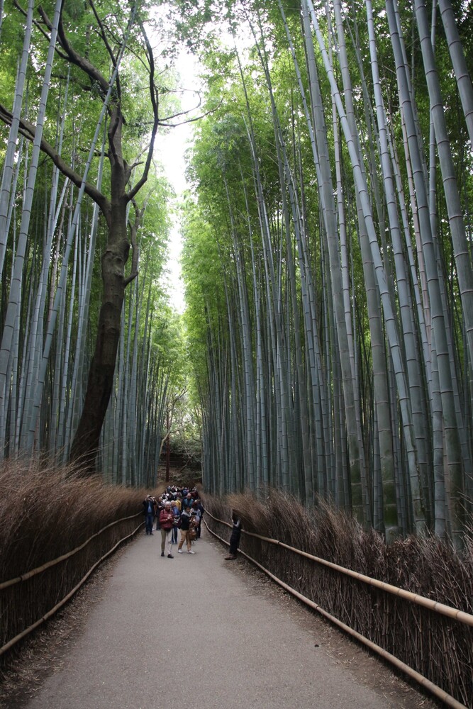 Arashiyama bamboo forest