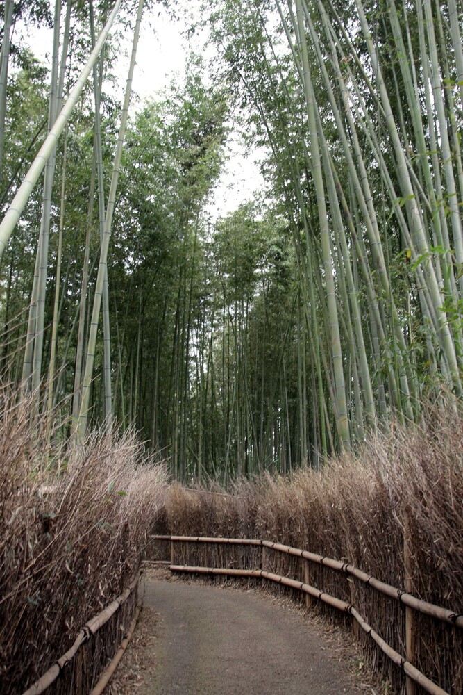 Arashiyama bamboo forest