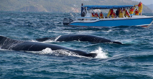 Whale watching