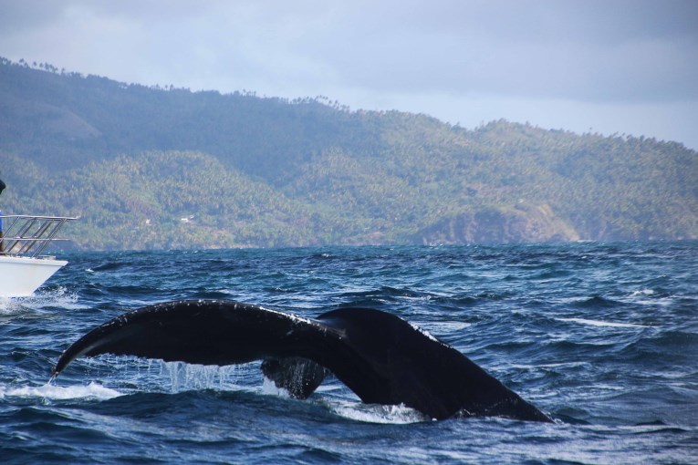 Whale watching