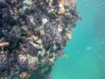 Snorkeling at the pier