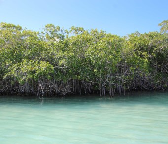 Mangrove