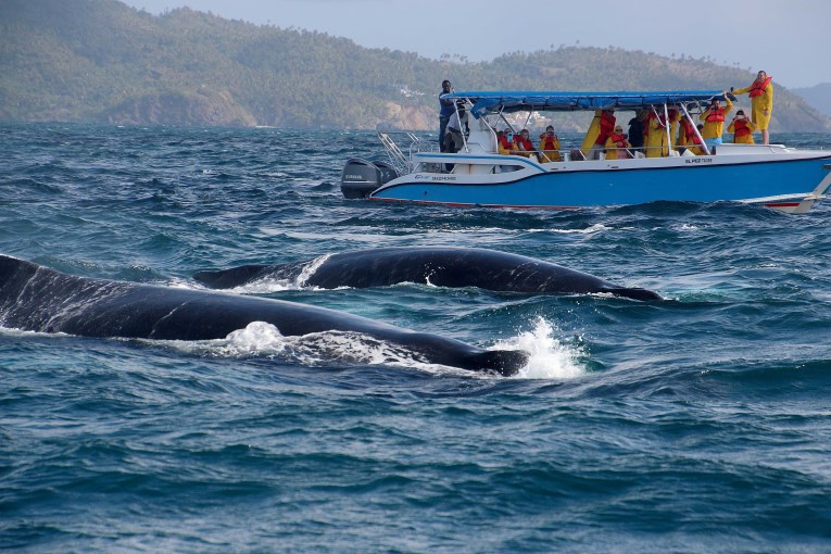 Whale watching