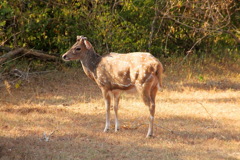 Deer, Yala national park