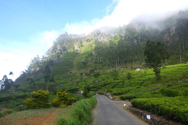 Lipton's tea plantations