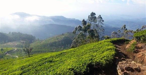 Lipton's tea plantations, Haptuale