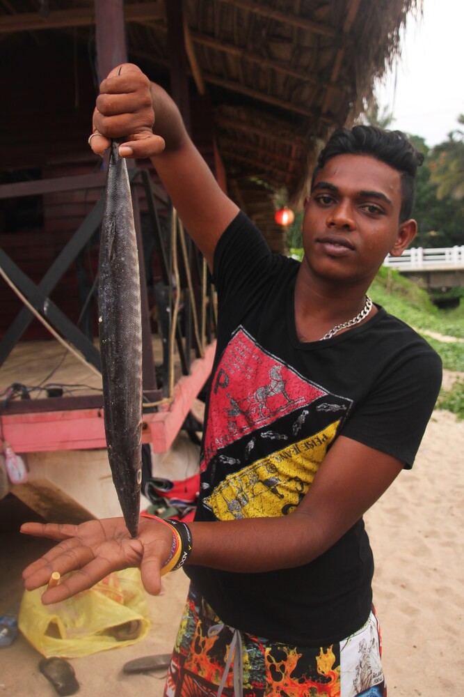 Barracuda fish