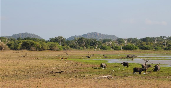 Yala national park