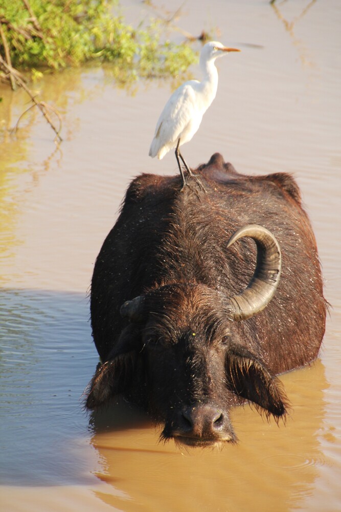 Buffalo