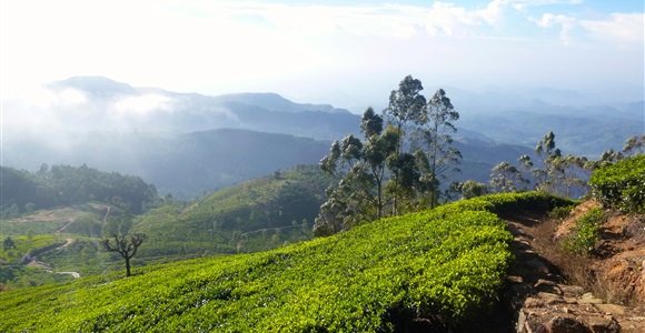 Lipton tea plantation