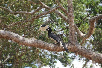 Hornbil