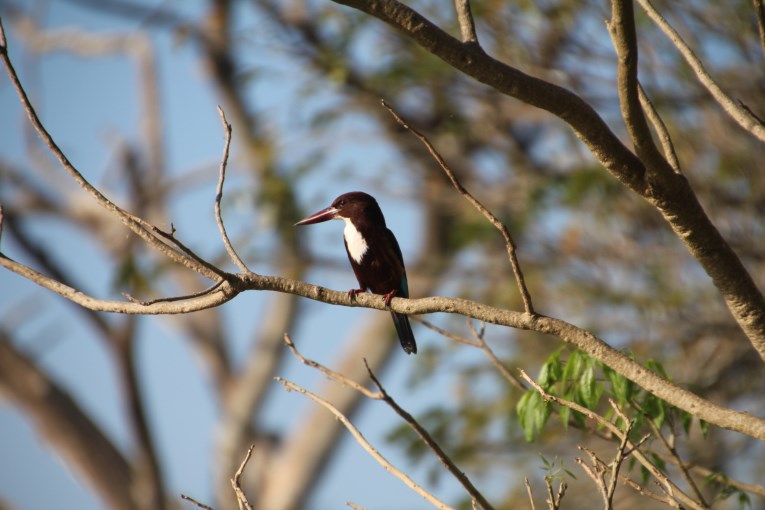 Kingfisher