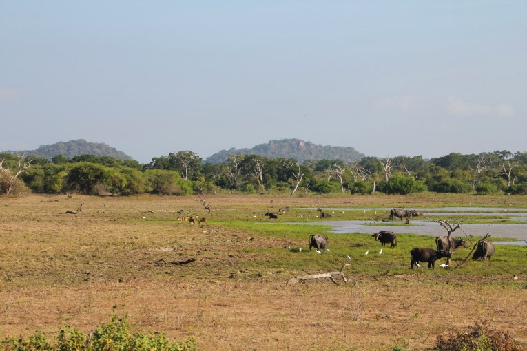 Yala NP view