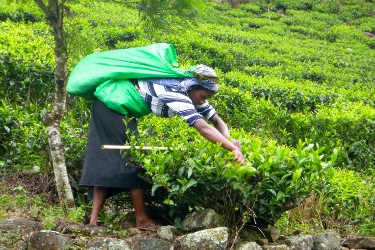 Picking tea