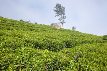 Lipton tea plantations