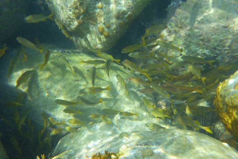 Litle bay fish