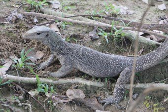 Lizard, the inhabitants of the island