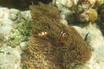 Nemo! clownfish!